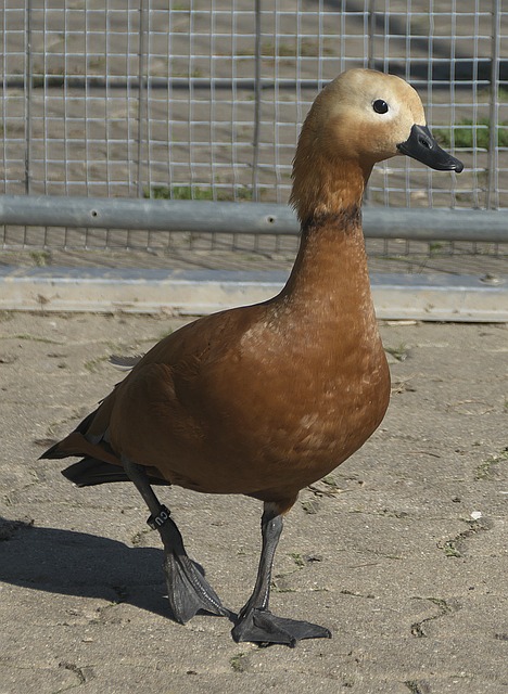 冠军之路再